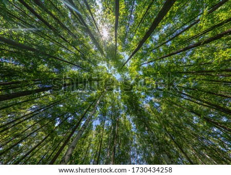 Trees in the forest, bottom view, birch and poplar with thin trunks and green foliage, tree tops against the sky. Forest landscape.