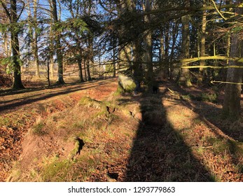 Trees in the forest casting shadows