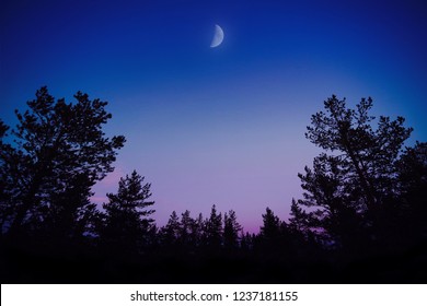 Trees / Forest In Contour /silhouette Looking Up Towards The Night Sky In Between Golden Hour And Blue Hour To See The Moon. 