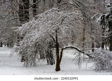 Trees in a forest covered with snow. Beautiful winter forest panorama. A fairy forest in winter. A tree with a broken branch heavily covered with snow in a snow-covered forest .  - Shutterstock ID 2240132991
