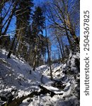 Trees in the forest covered with snow, Winter wonderland, snowy, blue sky and sun, wide angle, cold, hike in the green woods, idyllic, Lochbachklamm, Wallenstein, Hessen, Germany, European forests