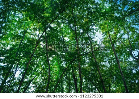 Similar – Image, Stock Photo Many pine trees in the park. Sorted neatly.