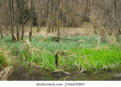 Trees in forest during early spring season
