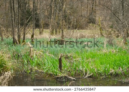 Trees in forest during early spring season
