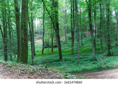 trees in the forest during the summer