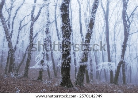 trees in the forest during winter