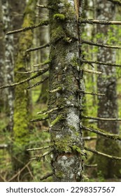 Trees in the forest in early spring