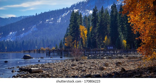 Trees In A Forest At The Lakeside, Lake Tahoe, California, USA