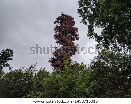 Trees and forest landscape in Gremany