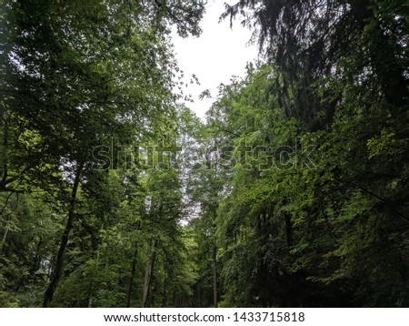 Trees and forest landscape in Gremany