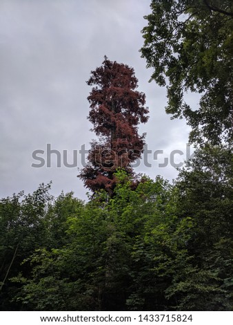 Trees and forest landscape in Gremany