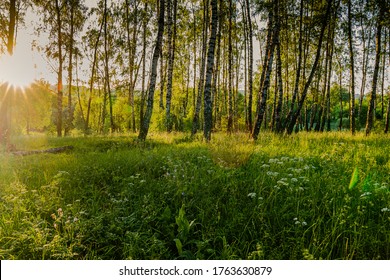 trees in the forest in the rays of the setting sun