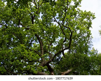 Trees In A Forest In Roundhay Park