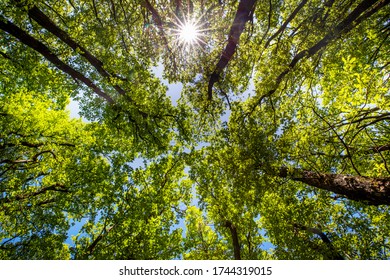 Trees Forest  In  Summer In Denmark. The Danish Green Nature