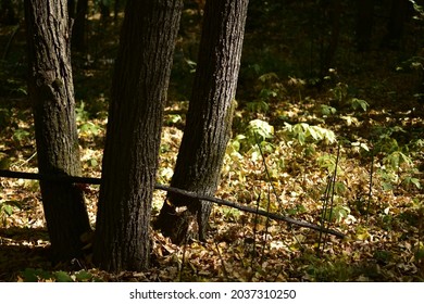 Trees in the forest in the sun