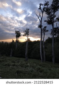 Trees in the forest at sunset