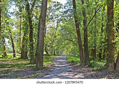 Trees form a frame for the paved walking trail