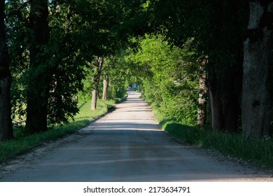 Trees forming a green tunnel arch above a road. Selective focus. High quality photo