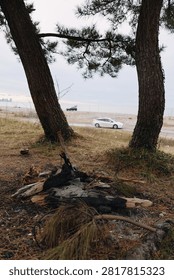 Trees frame a quiet beach with a distant car parked near the shoreline, driftwood and a campfire site in the foreground, calm sea and pale sky create a peaceful coastal scene