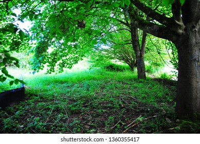 Trees Framing a Field 