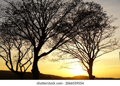 trees in front of a beautiful sunset