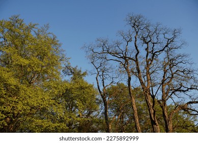 trees in front of blue sky