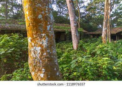 Trees in front of a cabin in the middle of a forest