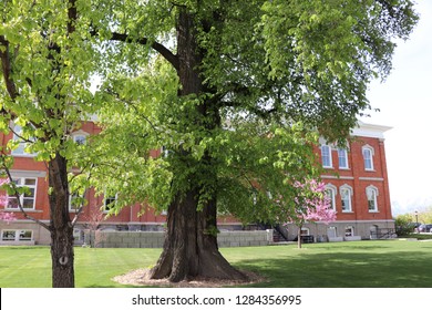 Trees In Front Of The Cache County Visitors Center In Northern Utah