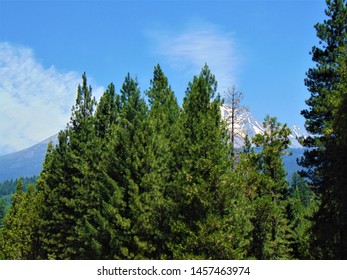 Trees in front of a mountain.
