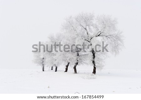 Trees in frost and landscape in snow against blue sky. Winter scene.