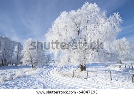 Trees in frost and landscape in snow against blue sky. Winter scene.