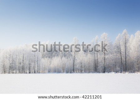 Trees in frost and landscape in snow and blue sky. Winter scene.