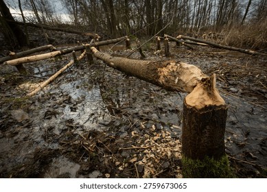 Trees gnawed and cut down by a beaver (Castor fiber)