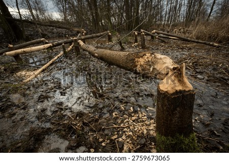 Trees gnawed and cut down by a beaver (Castor fiber)