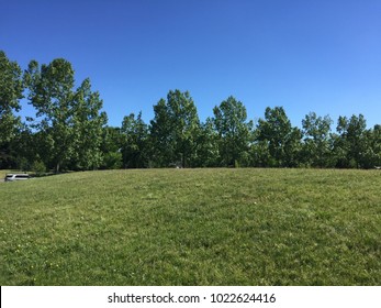 trees and grass