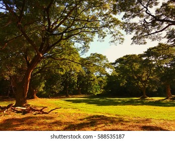 trees and grass