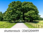 Trees, grass fields and foot path in Killarney, Kerry, Ireland