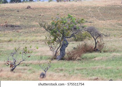 Trees, Grass From The Rupununi Savanna Guyana, South America