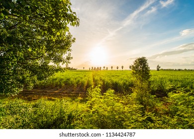 Trees, grass, sunshine and wide open fields in the central provinces of Thailand. - Shutterstock ID 1134424787