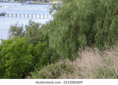trees and grasses overlooking coastal landscape - Shutterstock ID 2312083609