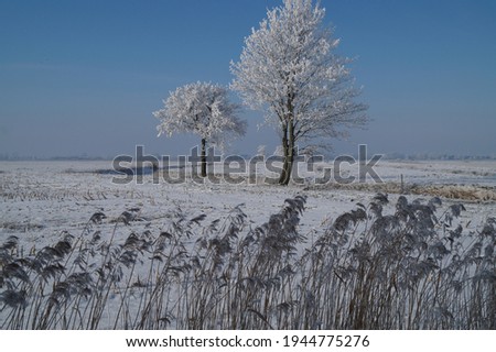 Trees and grasses with a smallriver in winter