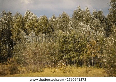 Trees in a grassy field below a blue sky in sunlight at fall. View of a Treeline in autumn. Beautiful trees and green leaf.
