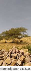 Trees In The The Great Thar Desert Of Western India.