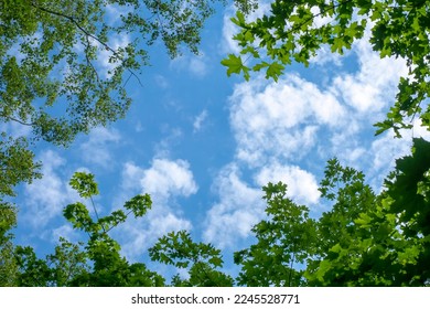 Trees with green foliage against the blue sky and clouds. - Powered by Shutterstock