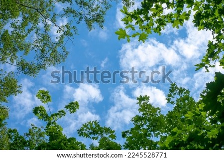 Trees with green foliage against the blue sky and clouds.