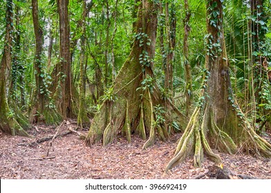 Trees In Green Jungle In Belize