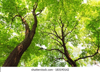 trees with green leaves canopy at sunny spring day, bottom view