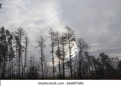 Trees and grey cloudy sky