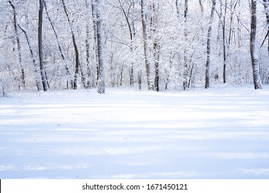 Trees And Ground After Snow