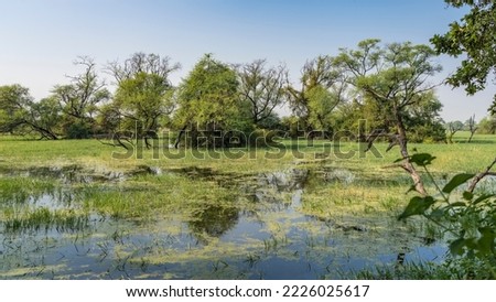 The trees grow in a swampy area. Green grass and duckweed on the water. Blue sky. Reflection. Keoladeo Bird Park. India. Bharatpur